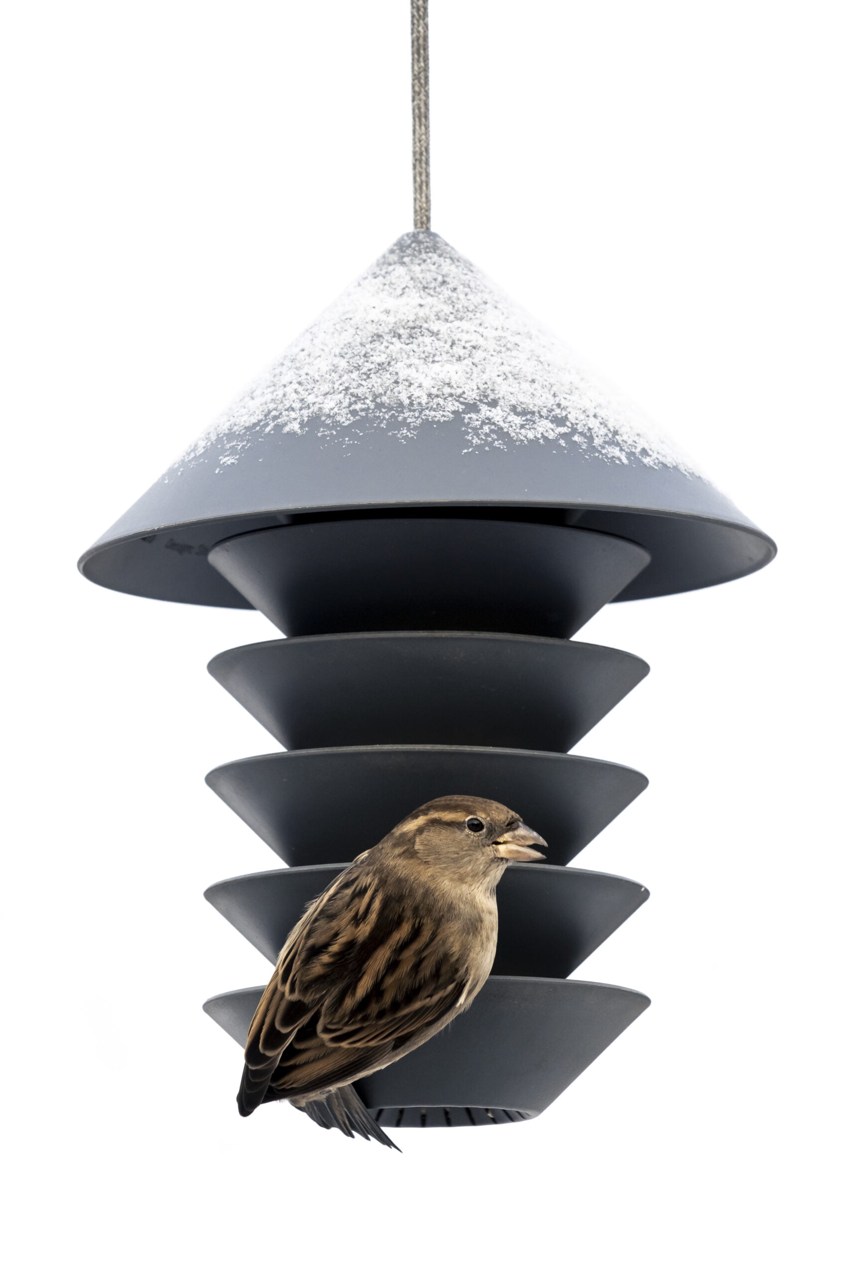 Independence Day Sparrow